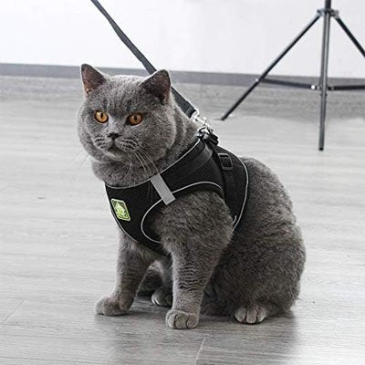 Harnais Chat - Chat M'étonne !